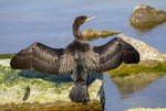 Kormoran trocknet an der Mole sein Gefieder.