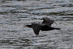 Ein Kormoran im Tiefflug ber den Rhein.