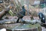 Ein Kormoran (Phalacrocorax carbo) beim Gefieder trocknen am 7.12.2009 im Zoo Dresden.