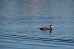 Kormoran im Hafenbecken von Fuseta (MONCARAPACHO e FUSETA, Distrikt Faro/Portugal, 05.02.2019)