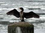 Kormoran - der  Vogel des Jahres 2010  (eine nicht unumstrittene Entscheidung), hier mit gespreiztem Gefieder an der vereisten Elbe bei Geesthacht (2); 08.02.2010  