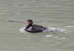 Eurasischer Kormoran (Phalacrocorax carbo sinensis) bei der Brutvorbereitung.