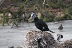 Dieser Kormoran (Phalacrocorax carbo sinensis) hat sich einen Brutplatz ausgesucht.