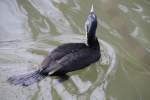 Eurasischer Kormoran (Phalacrocorax carbo sinensis) beim Schwimmen.