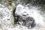 Kruselscharbe (Phalacrocorax melanoleucos) beim Baden.