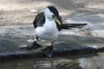 Eine Australische Zwergscharbe oder Kruselscharbe (Phalacrocorax melanoleucos) beim Prfen der Wassertemperatur.