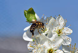 Biene auf Blte - Euskirchen 08.04.2012