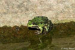 Der kleine Wasserfrosch wird auch kleiner Teichfrosch genannt.