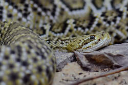 Eine Netzpython (?) Anfang Mai 2012 im Terrazoo Rheinberg.