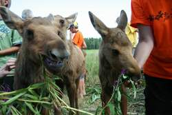 Ein Elchjunges im Elchpark von Orrviken am 29.7.2008.