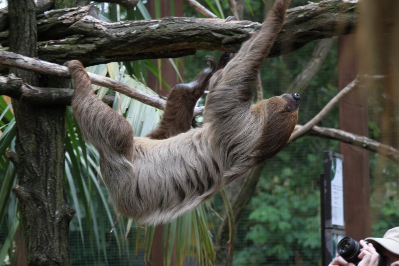 Zweifingerfaultier Oder Unau Choloepus Didactylus Am 25 7 10 Im Zoo Heildelberg Tier Fotos Eu